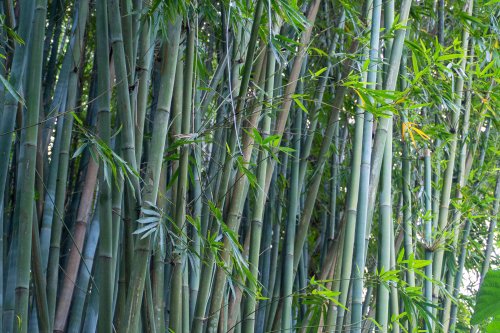 What Are The Best Growing Conditions For Bamboo Flipboard