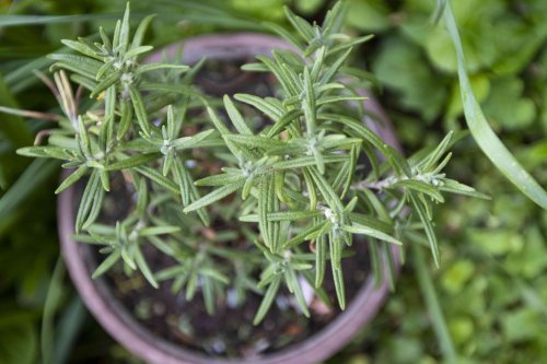 Growing Rosemary From Seed Is Easy—Here's How to Do It Successfully