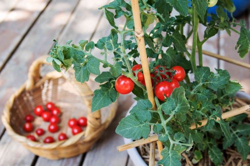 8 Tomato Varieties Longtime Gardeners Swear By (and You Should Grow, Too)