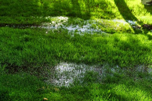5 Pro Tips for Preventing a Soggy Yard Before It Ruins Your Landscaping (or Your Home!)
