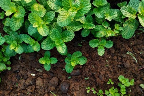 You Should Never Grow Mint in Your Garden, Gardeners Say—Here’s Why