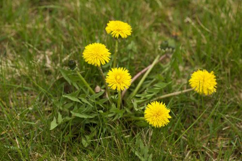 7 Ways to Get Rid of Dandelions Fast Before They Take Over Your Yard