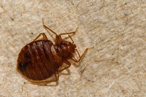 Don't Freak Out—These 10 Bugs Are Easily Mistaken for Bed Bugs