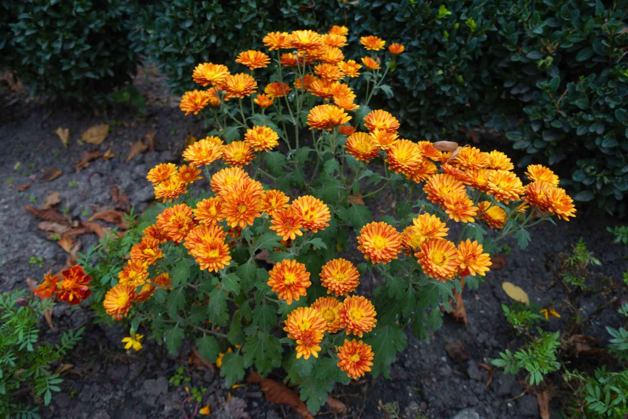 Mums Are Actually Perennial Plants—Here's How to Take Care of Them