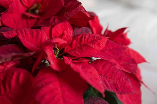 There's a Right Way to Water Your Poinsettia and Keep It Thriving—Here's What to Know