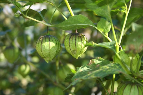 7 Companion Plants You Should Always Grow With Tomatillos for Richer, Healthier Harvests