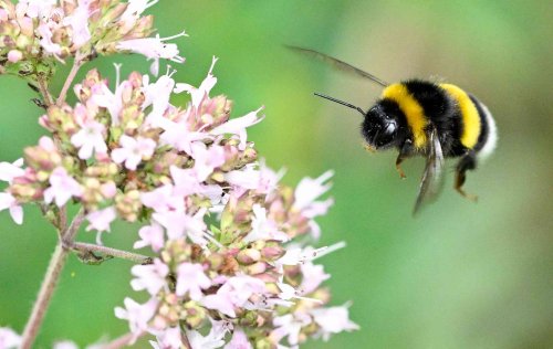 Spotting The Difference Between Carpenter Bees and Bumble Bees Is Easy—Here's How