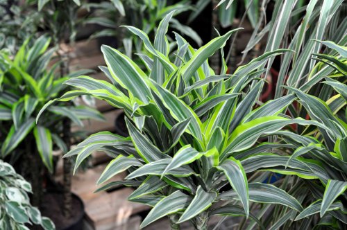 This Unfussy, Low-Maintenance Houseplant Is Popular for Good Reason