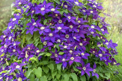 How to Grow and Care for Clematis (Leather Flower)