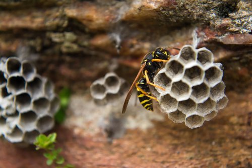 How to Get Rid of Paper Wasps