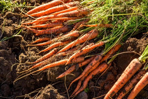 Want a More Abundant Crop of Carrots This Year? You Need These Companion Plants