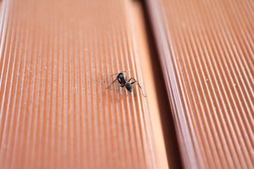 Got Ants on Your Porch or Patio? Here’s How To Get Rid of Them