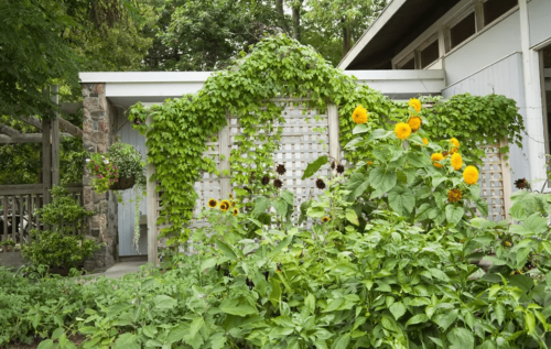 30 Clever Garden Trellis Ideas for Your Outdoor Space