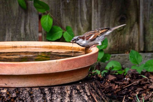 Be Nice to the Birds With These Bird-Friendly Yard and Garden Tips