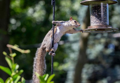This Genius Trick Keeps Squirrels Away From Bird Feeders