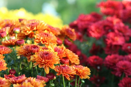Add These Fall Flowers to Your Container Garden for Beautiful, Seasonal Blooms