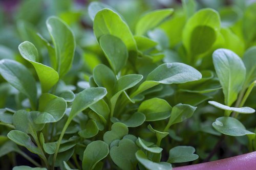 Did You Know You Can Grow Watercress Indoors and Out? Here's How