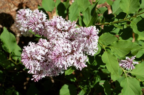 How to Perfume a Smaller Yard With Miss Kim Lilacs
