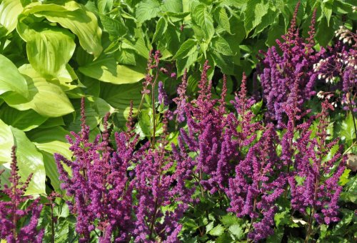 12 Astilbe Companion Plants to Grow for Healthier Plants, From Ferns to Wildflowers