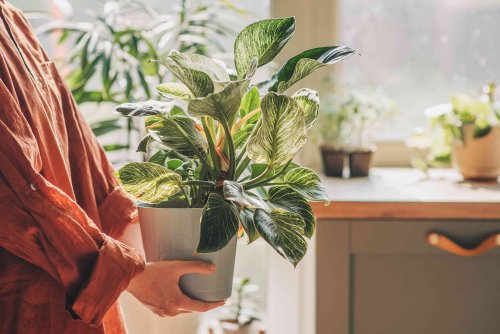 If You're Not Doing This One Thing For Your Houseplants, You're Keeping Them From Thriving