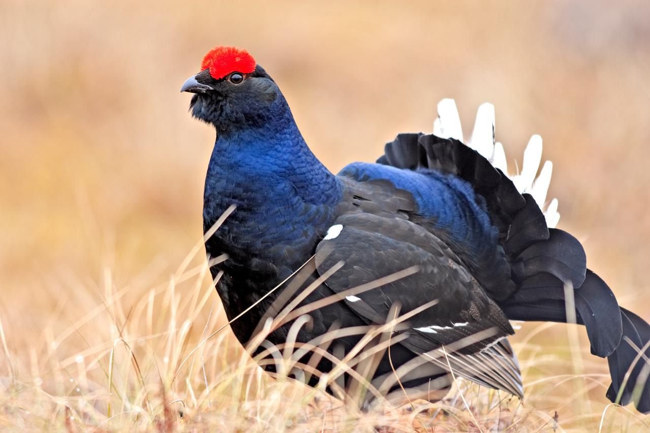 The Most Popular Game Birds Hunted for Sport and Food
