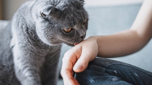 Why is Your Cat Grooming You? 