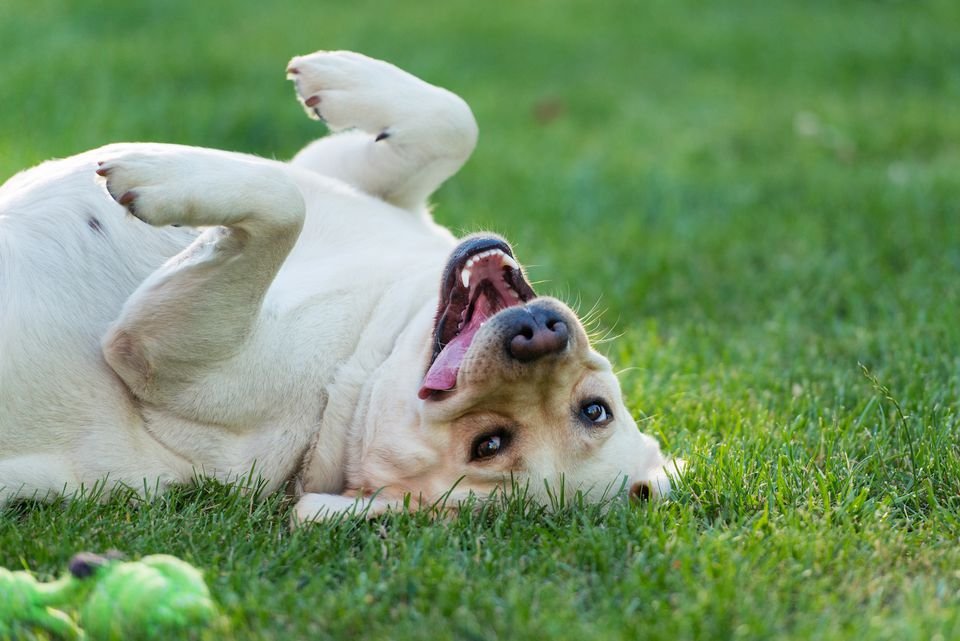 Why Does Your Dog Lie on Its Back and Wiggle?