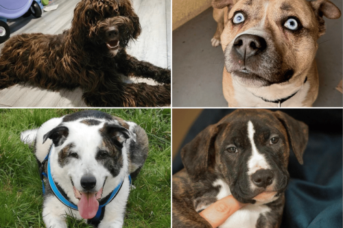 Adopt a dog Sheffield: 24 gorgeous dogs and puppies at RSPCA, Blue Cross and more who need a loving home