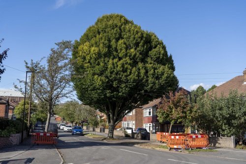Call for action over 50ft tree towering above houses in Sheffield street