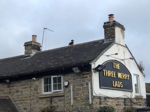 Sheffield pub responds after shot of 'Spiderman' dog on roof goes viral