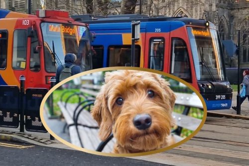 Dogs on Sheffield trams: Mayor makes announcement over dogs on Sheffield Supertram network