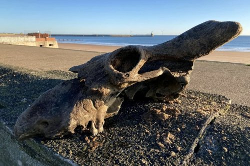 Perfectly preserved skull of 400 year old huge horned beast found washed up on UK beach