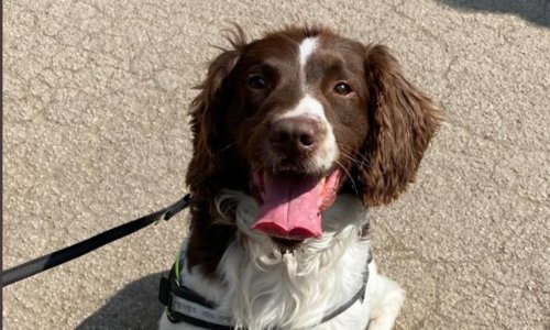 Specialist police dog roots out dealer in Sheffield city centre in latest crackdown on drugs
