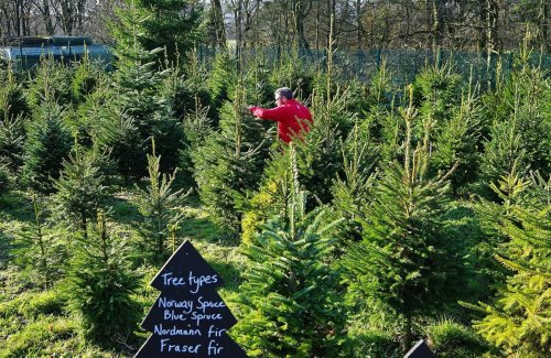 This is where you can pick up a real Christmas tree in Sheffield as the festive season gets underway