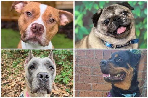 Adopt a dog Sheffield: 14 rescue dogs including Staffies, Cane Corsos and pugs in need of a home in Sheffield