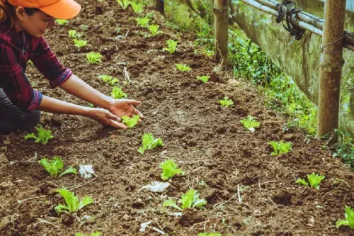 Try these 8 tips for a better food garden and a delicious harvest