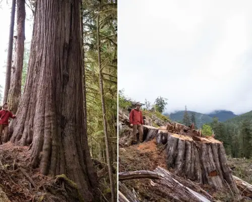 Giant trees still fall amid old-growth funding lag for B.C. First Nations