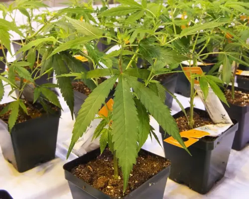 Aurora Cannabis shares fall 40% after share sale amendment