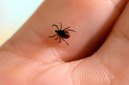 Tick talk: How to protect yourself from bites and tick-borne diseases this summer