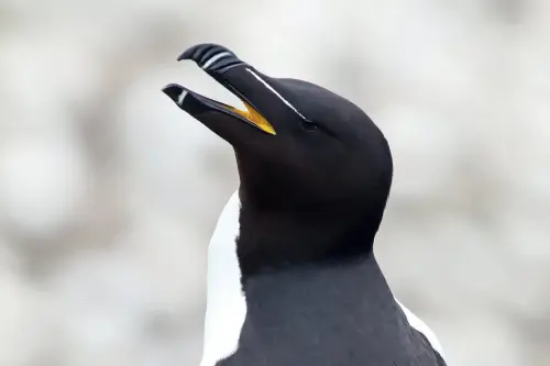 ‘It’s like stepping into a National Geographic special’: Newfoundland is home to the seabird capital of North America