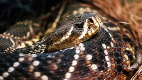 There are 3 types of rattlesnakes found in NC. Here’s how to identify them.