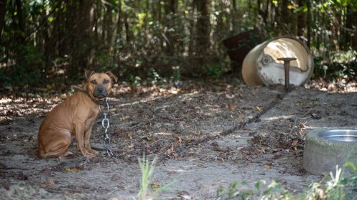 120 dogs rescued in major dogfighting bust by federal and SC law enforcement