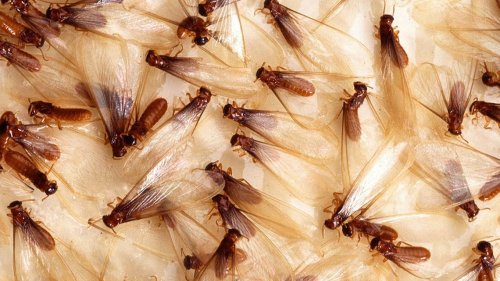 Spring brings swarmers of this insect. How to prevent costly damage to your Kansas home