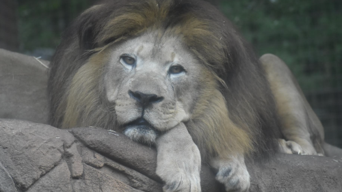 SC zoo euthanizes Saied the lion. Here’s why