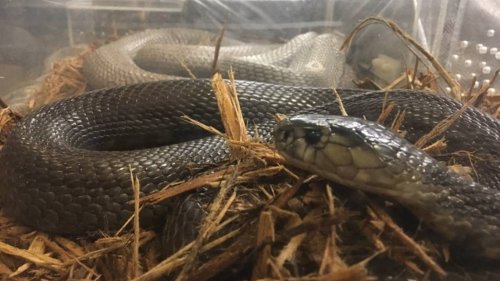 Snake lovers want to keep deadly serpents at their homes, businesses, despite SC concerns