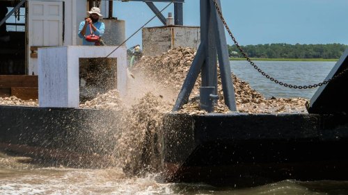Oyster shells sell for top dollar as biologists scramble to protect shellfish beds