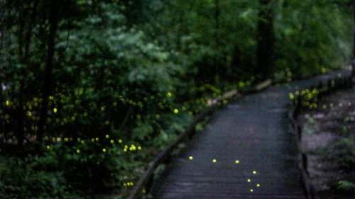 Stars on earth: These rare fireflies dazzle SC forest each year. Are they in danger?