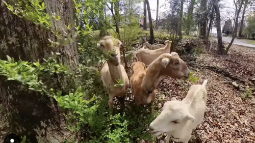 SC city adds goats to its workforce. Here’s how they are helping