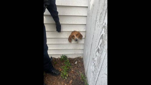 Dog gets his head stuck in dryer vent at SC home, photos show. ‘Sniffing out mischief’