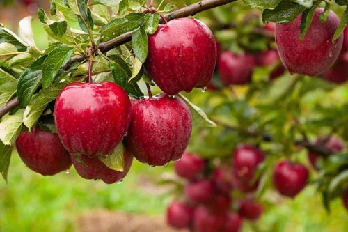 The Apple cultivation story is full of challenges in India